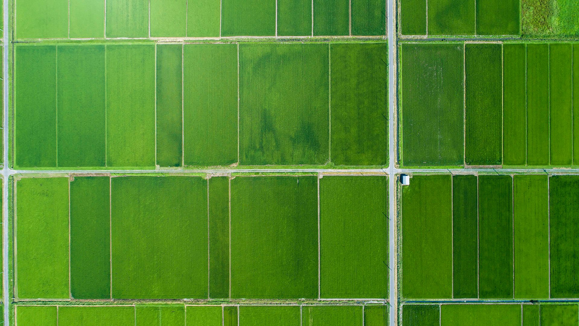 Green fields of plants on a farm Green fields of plants on a farm